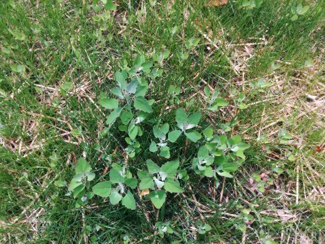 Lambsquarters growing wild in a newly seeded grass patch near a construction zone